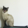 Mogget