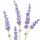 EmbrosaTheRose